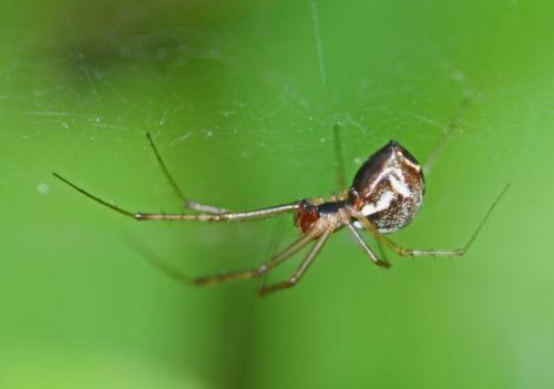 Réf. 268 441 : Linyphia triangularis